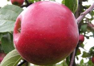 О яблоне Анис: описание сорта, характеристики, агротехника, как выращивать