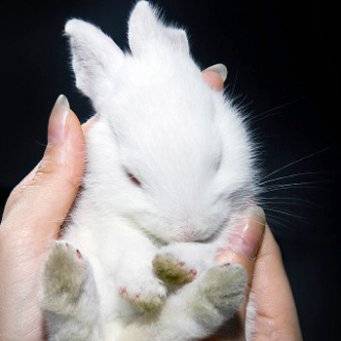 Почему кролики чихают