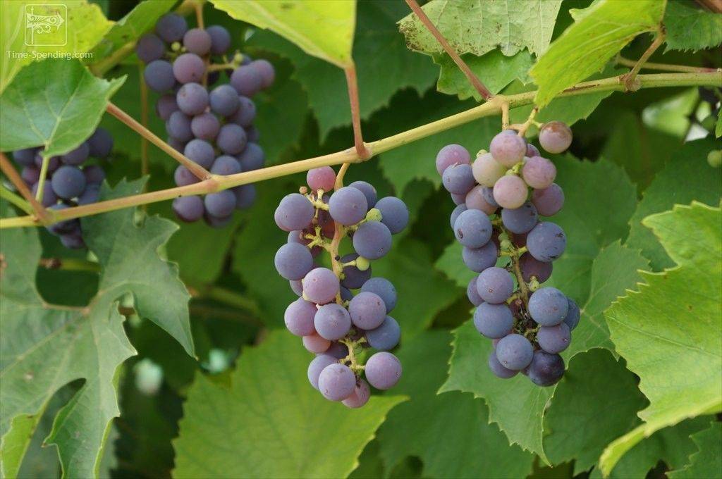 Виноград альфа: описание сорта, посадка, уход