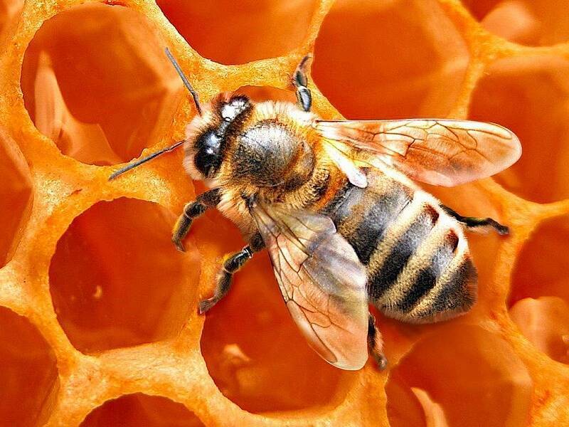Приметы пчеловода