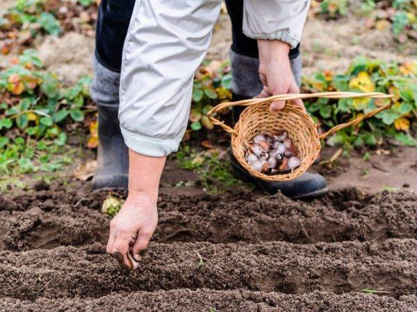 Как сажать чеснок осенью — сроки и правила осенней посадки чеснока