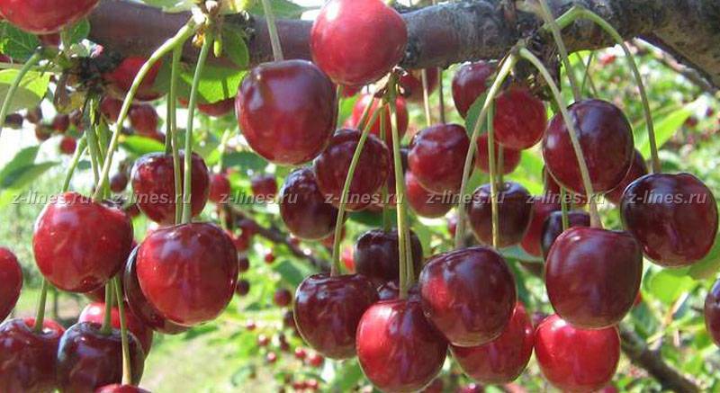 Топ-8 лучших самоплодных сортов вишни для подмосковья и особенности их посадки