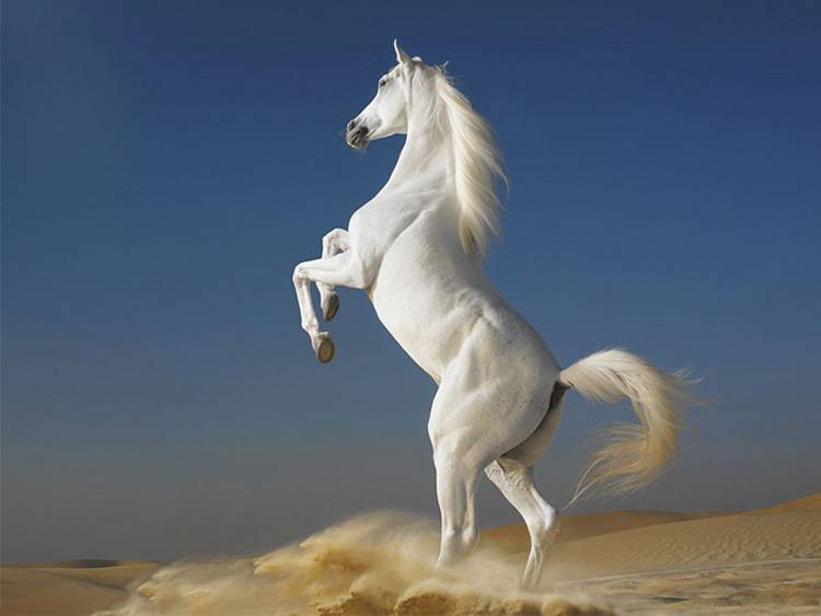 Арабская лошадь – описание особенностей породы