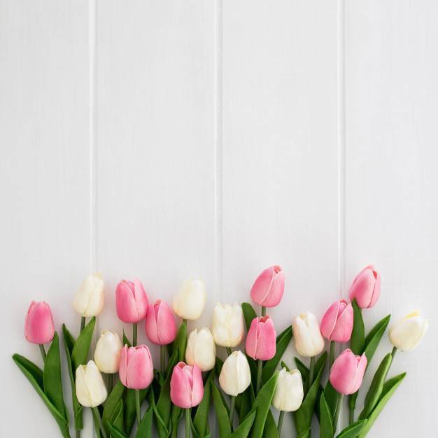 Садовая классификация растения тюльпан: группы с фото и названиями, виды и сорта тюльпанов