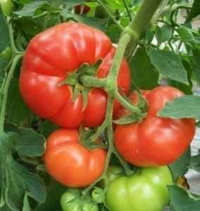 Кистевые томаты