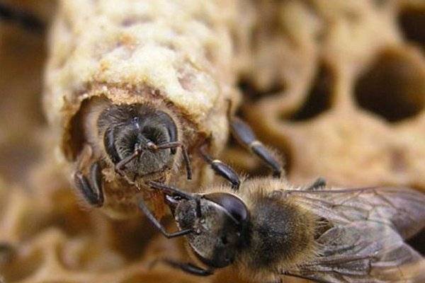 Пчелиная семья как целостная биологическая единица