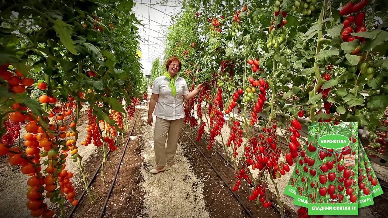 Томаты Оранжевый Фонтан Описание Сорта Фото Отзывы