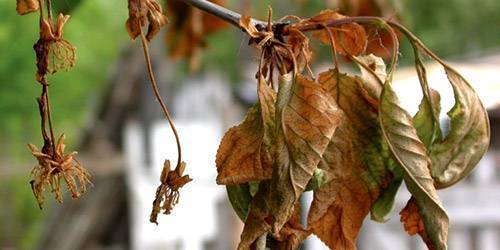 Почему у черешни скрутились листья
