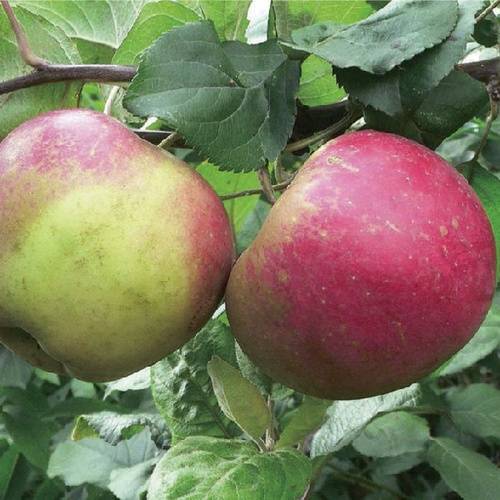 Яблоня «краса свердловска»: выращивание и уход