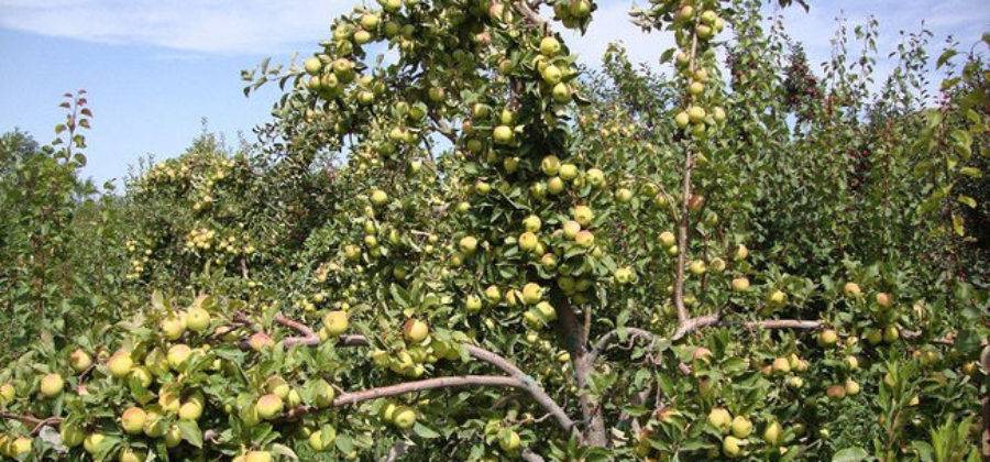 Как правильно посадить и ухаживать за яблонями сорта белый налив