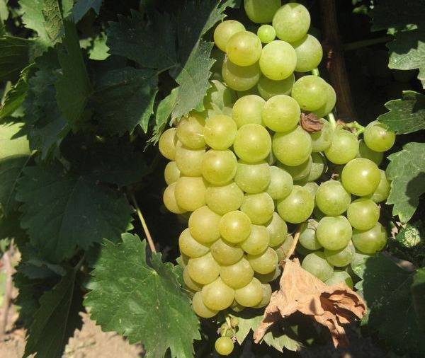 Сорт винограда мукузани: описание, агротехника выращивания