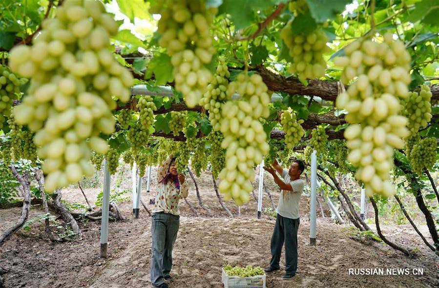 Секреты выращивания винограда в подмосковье и в северных регионах россии