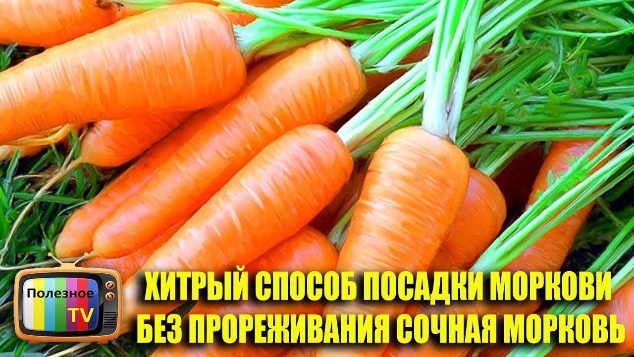 Как правильно сажать морковь в открытый грунт?