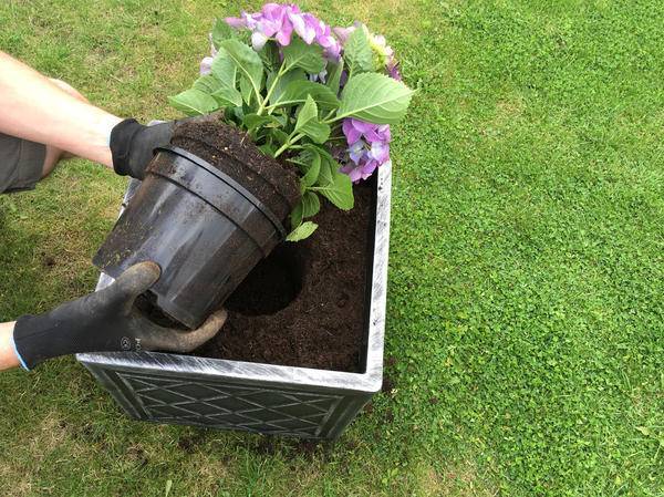 Как посадить гортензию летом в открытый грунт: когда сажать, условия