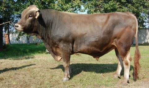 Швицкая порода коров: описание экстерьера, содержание и уход