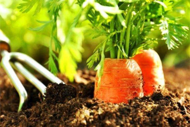 Посадочные дни для моркови весной в апреле 2020 года по лунному календарю