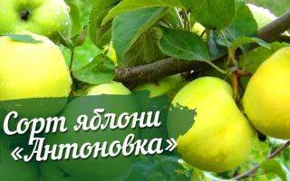 Агротехника выращивания яблони «антоновка»