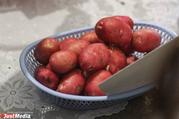 Методика выращивания картофеля сорта «аусония»