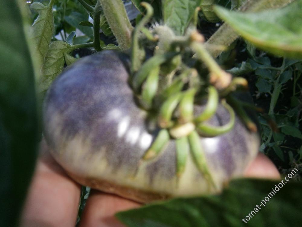 Выращивание томата аметистовая драгоценность