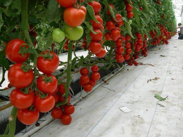Агротехника выращивания томатов в теплице