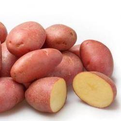 Сорт картофеля рябинушка характеристика отзывы фото