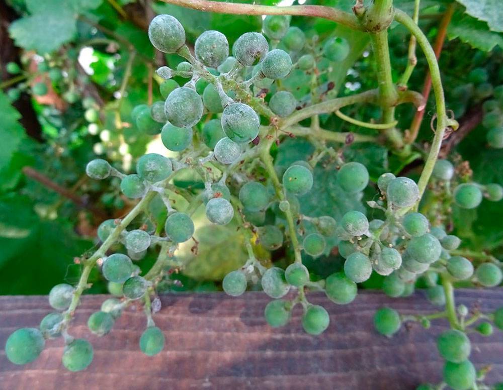 Белый налет на листьях винограда - препараты от оидиума на винограде