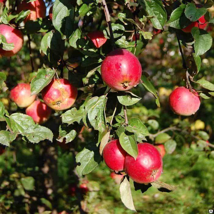 Сорт яблони коробка: особенности и описание
