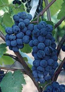 Технические сорта винограда: описание, фото, характеристика и агротехническая характеристика