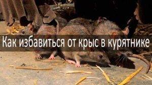 Как избавиться от крыс в курятнике