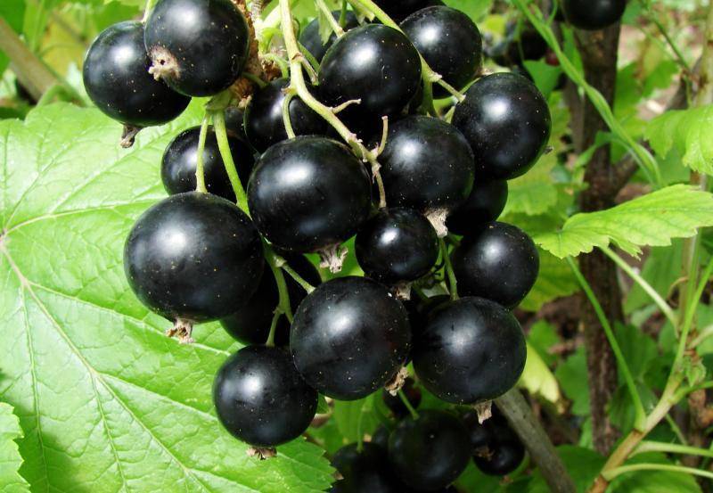 Смородина черная: сорта, выращивание и уход