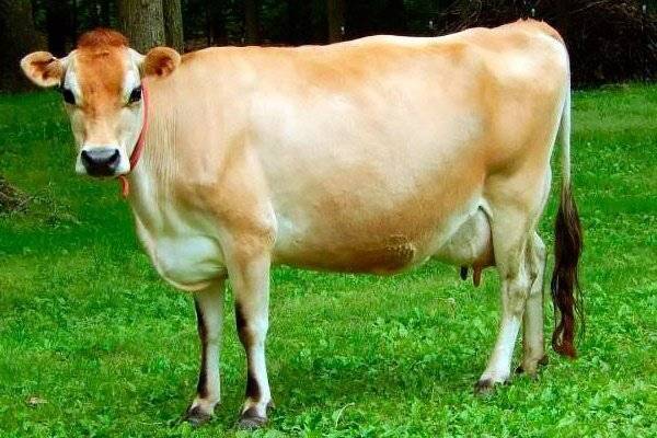 Джерсейская порода коров - особенности разведения, фото и видео | россельхоз.рф