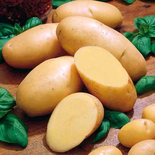 О картофеле Лидер: описание семенного сорта картофеля, характеристики, агротехника