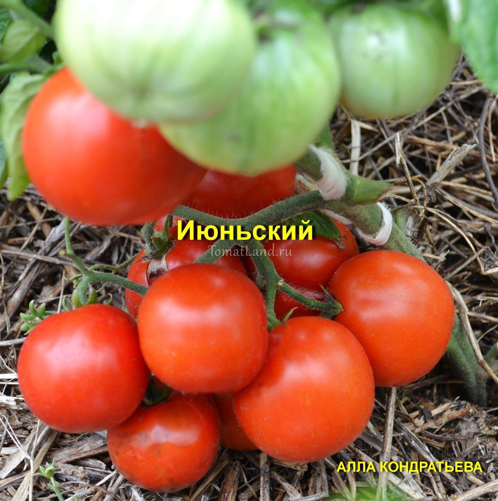 Характеристика и описание сорта томата канопус, урожайность