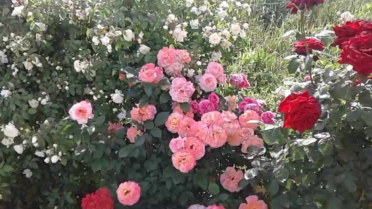 О розе Shropshire Lad: описание и характеристики сорта, уход и выращивание