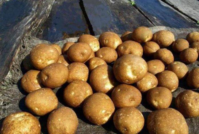 Что представляет собой картофель под названием — киви