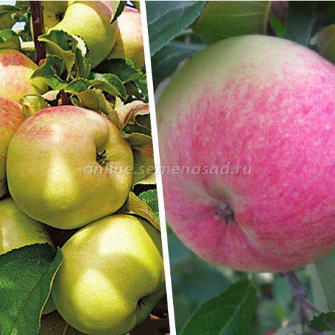 Под стать своему названию — высокорослая яблоня «богатырь»