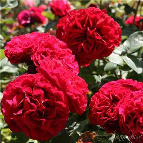 О лучших сортах розы renaissance: изабель, ghita, амелия, бонита, каприция, клер