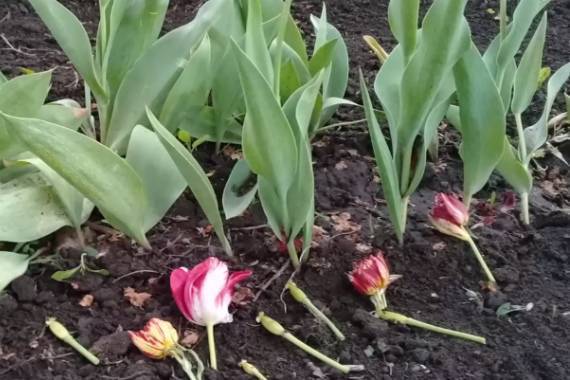 Когда выкапывать тюльпаны после цветения в открытом грунте: можно ли сразу после цветения