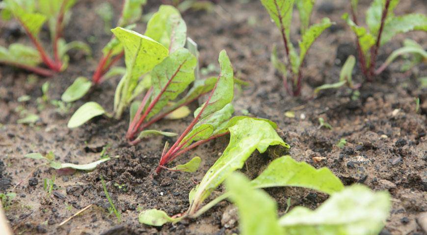 Как вырастить свеклу в открытом грунте: пошаговая агротехника