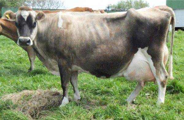 Порода коров «джерсейская»: ценность породы, особенности и содержание