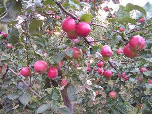 Иммунная к парше яблоня веньяминовское: описание, фото