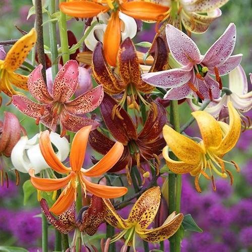 О лилии кудреватой: описание сортов кудрявой лилии, выращивание саранки