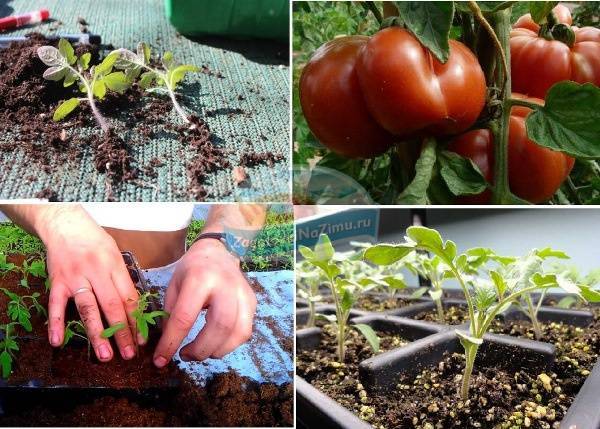 Способы посадки помидоров на рассаду: лучшие методы выращивания томатов, в том числе по м. маслову и терехиной, советы по сооружению приспособлений своими руками