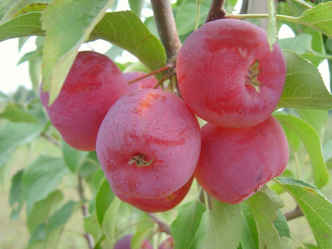 Яблоня конфетное — описание, правила посадки и ухода, особенности сорта
