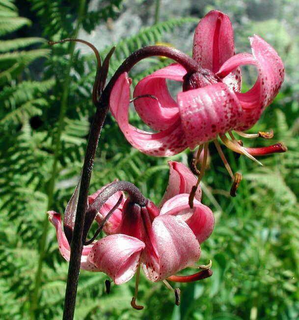 О лилии кудреватой: описание сортов кудрявой лилии, выращивание саранки