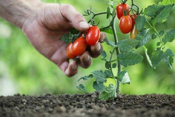 Низкорослые томаты: описание, отзывы, фото