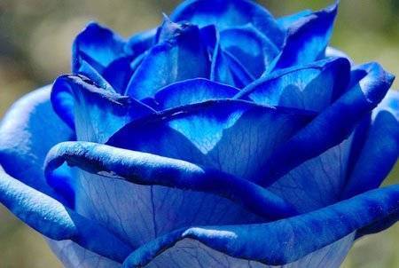 О голубых розах: существуют ли в природе, как правильно окрашивать