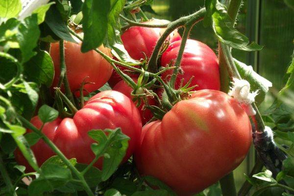 Сорт томата «розовое сердце»: фото, отзывы, описание, характеристика, урожайность