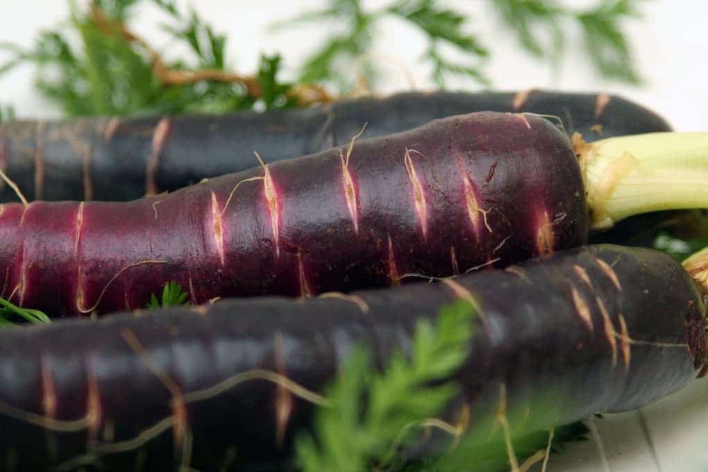 Черная морковь: что это такое, чем полезно растение