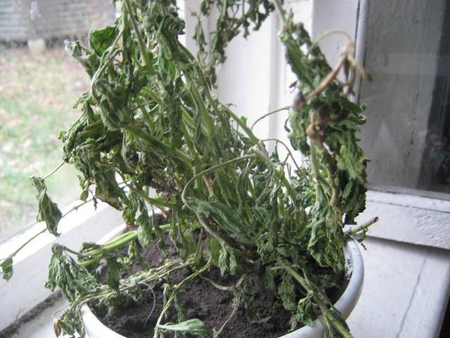 Почему засыхают листья и бутоны петунии: причины, как восстановить растение
